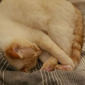 Meet your Posher, Maya